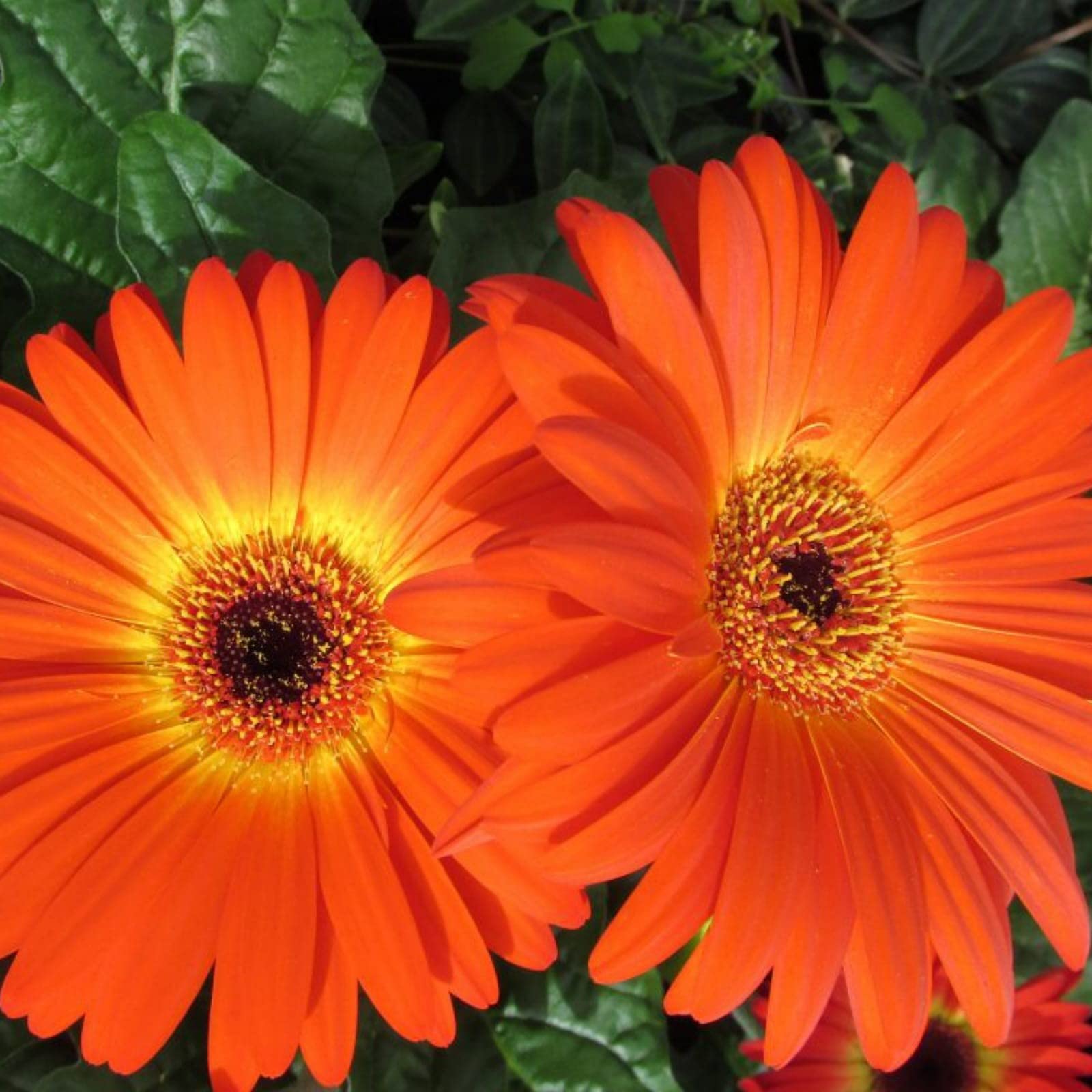 Guruji Plantation Gerbera Flower Plant Garden Live Plant Nursery Indoor Living Plant (Orange) (B0BWYN3QSR) Amazon Price History, Amazon Price Tracker