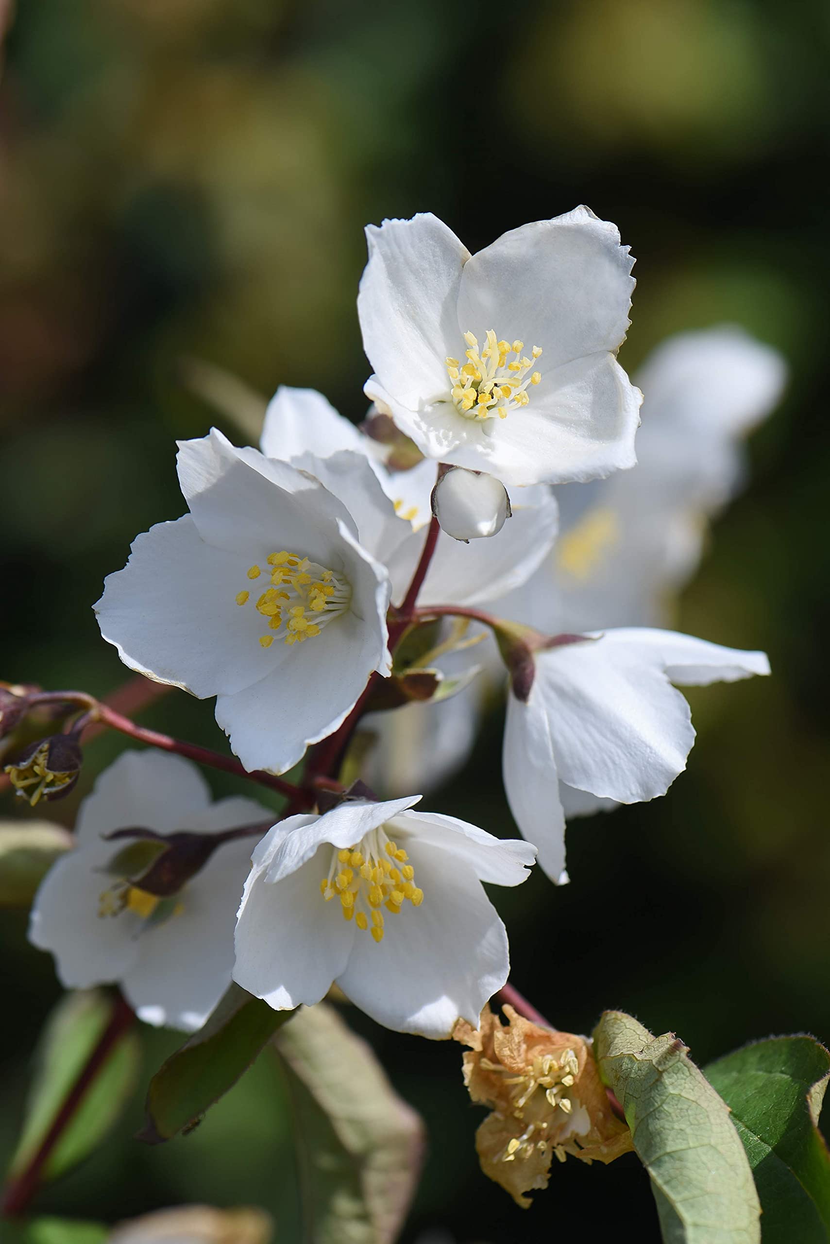 Buy Philadelphus 'Starbright', Mock Orange, Hardy Shrub, Scented