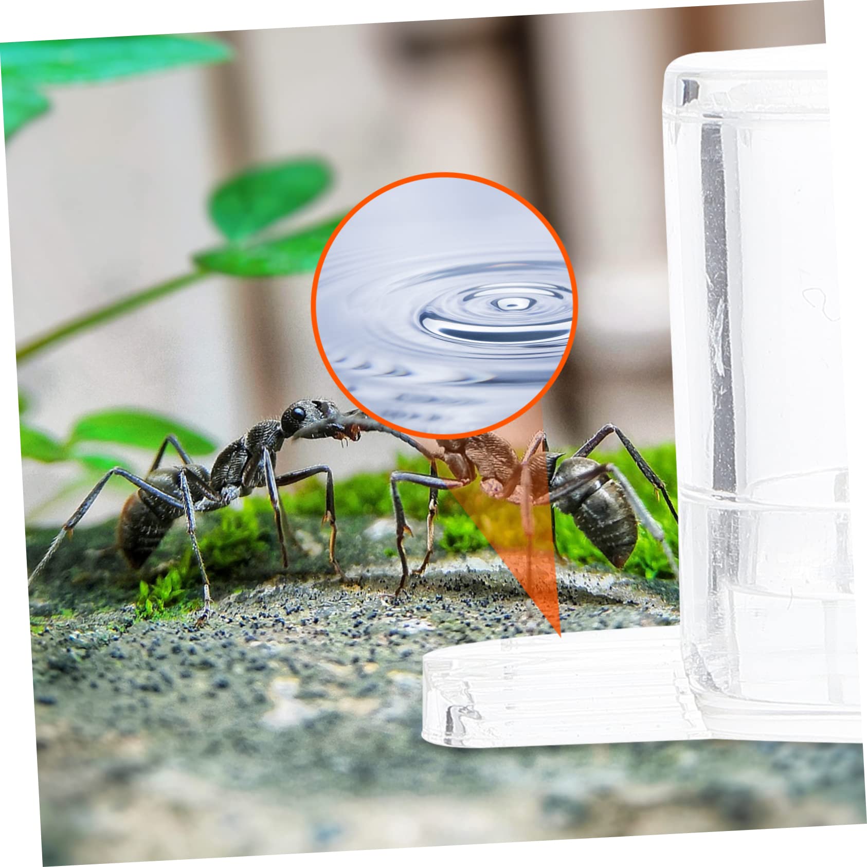 Mangiatoia Per Formiche Da 20 Ml - Stazione Alimentazione Per Nidi, Facile Da Usare - Foto 11