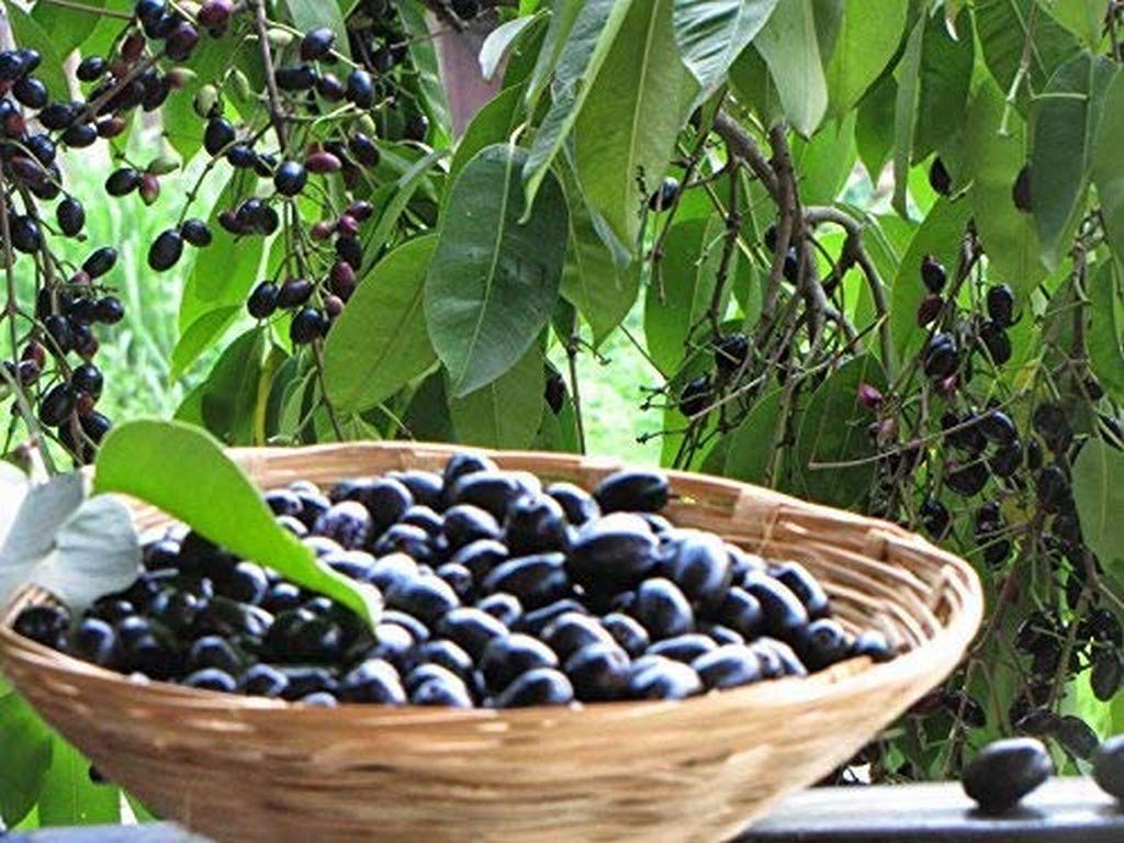 OhhSome Live Black Jamun Jam Sweet Fruit Plant (B09N9CSG5T) Amazon Price History, Amazon Price Tracker
