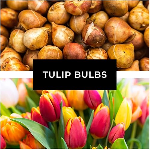 Miniatura 9 de Bulbos de tulipán rosa "Big Love" para plantar, fáciles de cultivar, fabricados en Estados Unidos, se envía desde Iowa (5 bombillas)