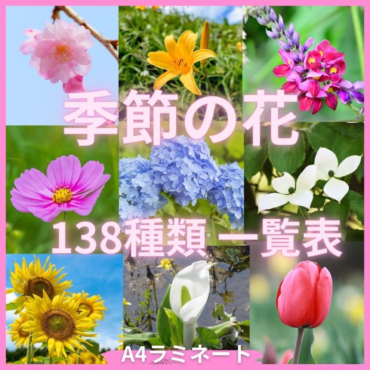 Amazon.co.jp: 花の名前をおぼえよう季節の花一覧表 A4両面カラー 防水