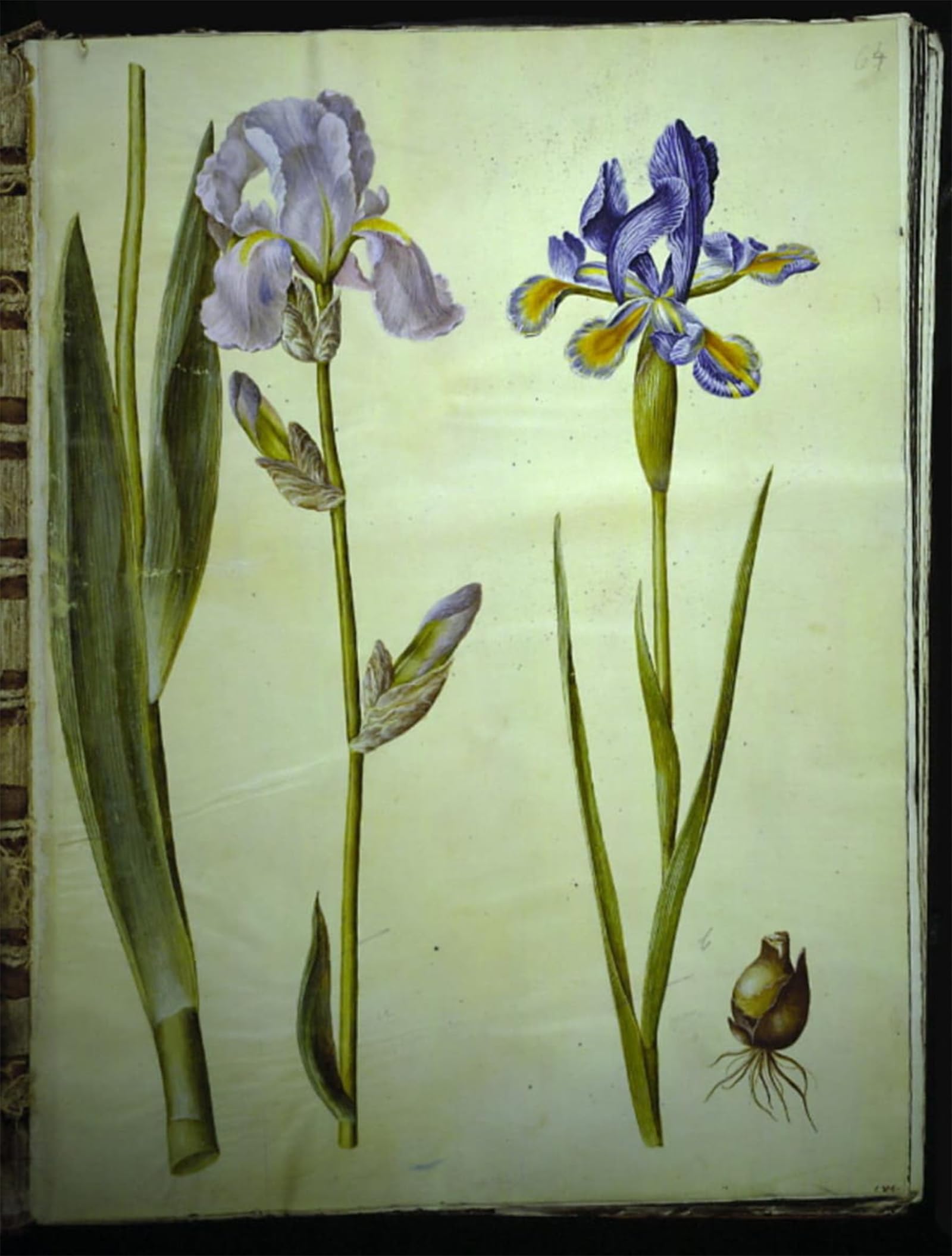 ARTXLXXBN Famous Print Painting Colorful Art Print Iris Germanica by Hans Simon Holtzbecker Canvas Art Decorations for Home Decor 60x90cm
