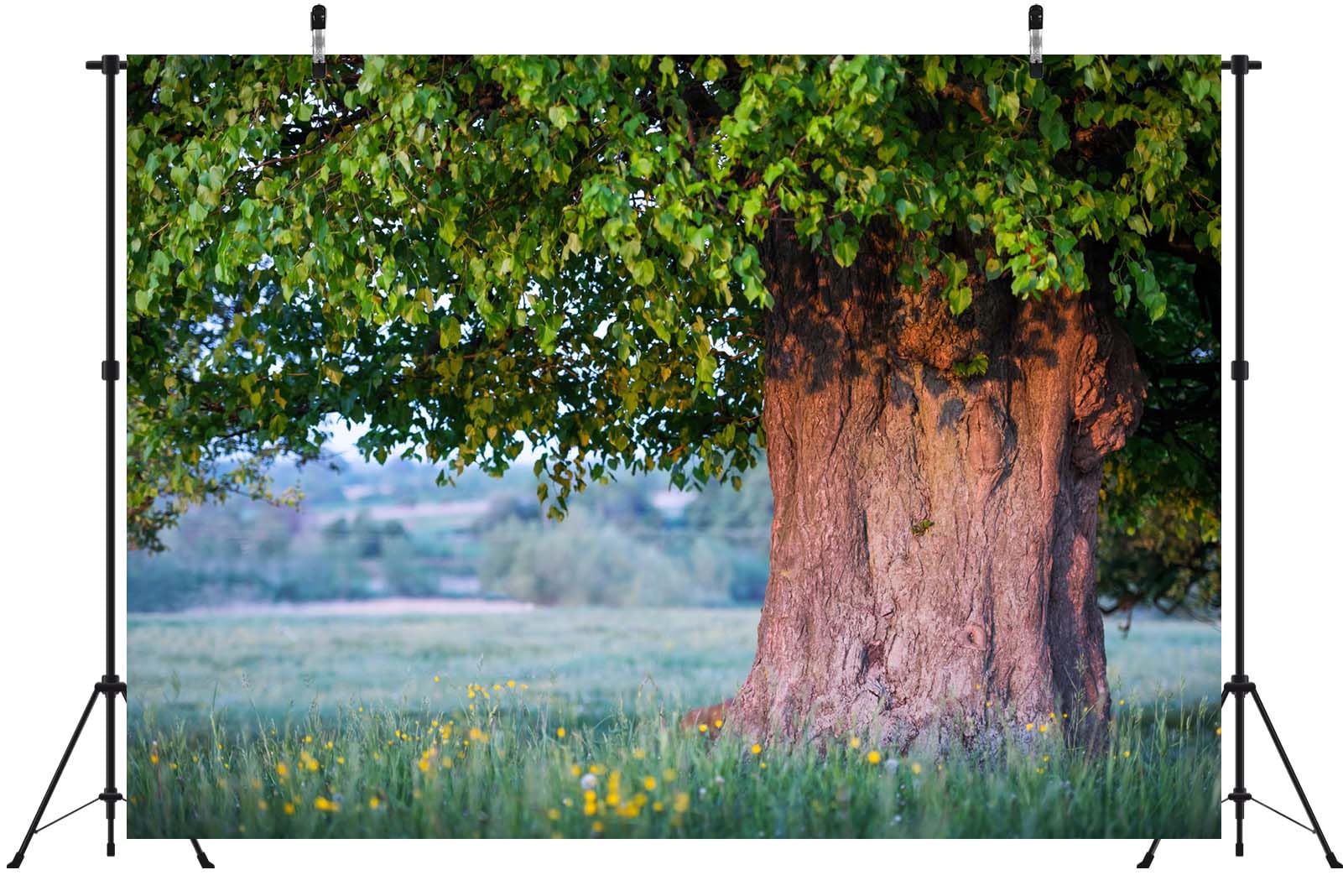 BELECO 3.6x2.5m Telo sfondo vecchio tiglio | Grande chioma albero foglie verdi rigogliose tronco spesso prato estivo sfondo picnic esterni foto