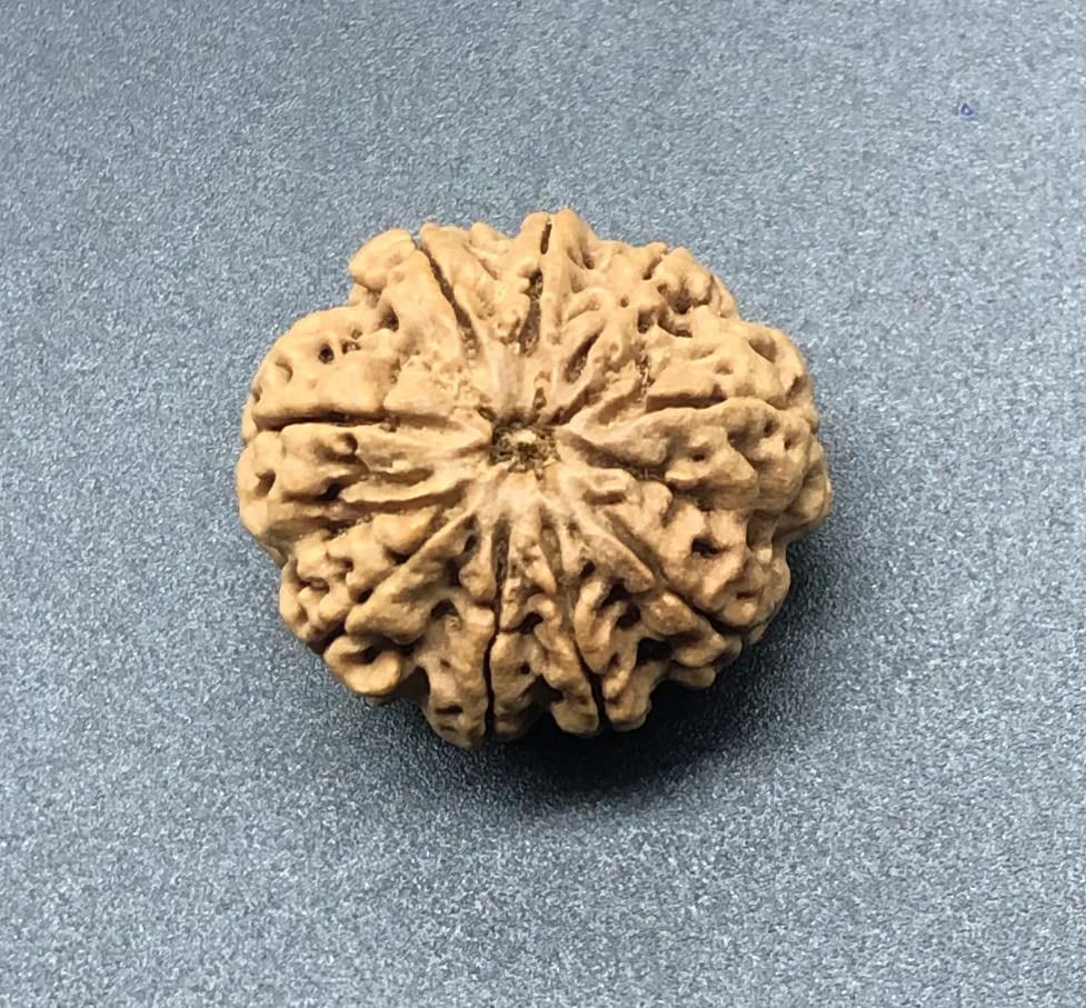 Rudraksha Népal 9 Mukhi 26,66 mm, perle rare collector certifiée IGL de Durga