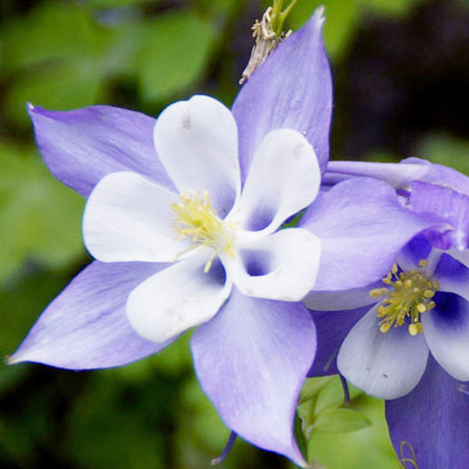 UtopiaSeeds Blue Dream Columbine Seeds