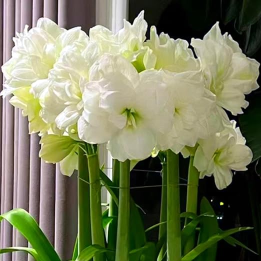 Tuberose Zwiebeln - 20 Stück Duftende Blumenzwiebeln Winterhart