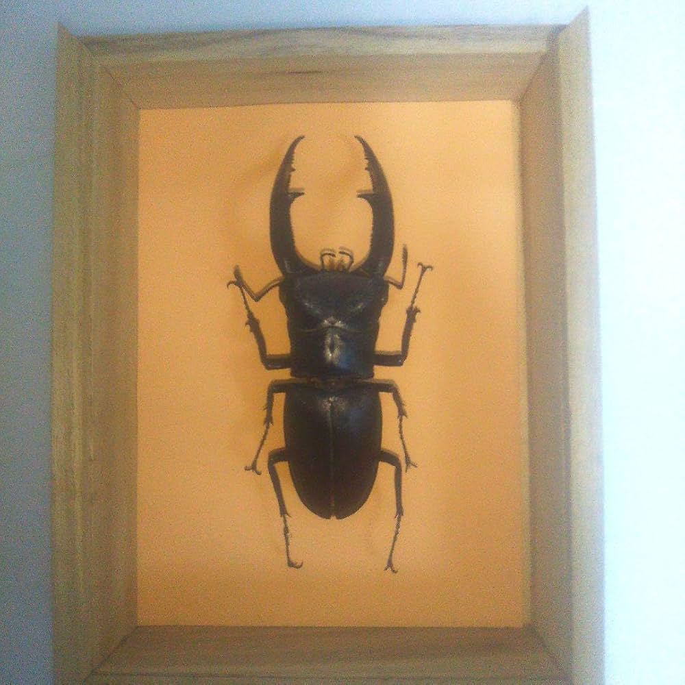 Amazon.co.jp: クワガタ 標本 剥製 死骸 甲虫 昆虫 虫