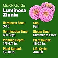 Vista 318 de HOME GROWN Semillas de diente de león para plantar 600 semillas de hierbas medicinales tradicionales (~ 0.01 oz) sin OMG cultivan hojas y flores