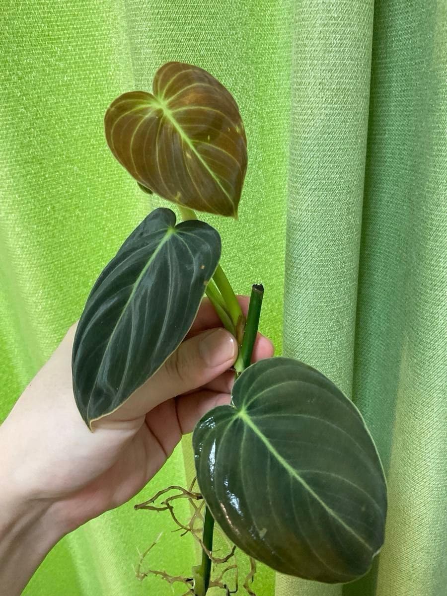 マルベリー 苗 桑の木 桑 抜き苗 スイートマルベリー 桑の実 苗木 果樹