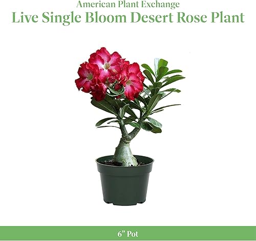 Miniatura 9 de American Plant Exchange Planta de rosa del desierto de floración individual, planta de interior con flores rosadas, maceta para decoración del hogar