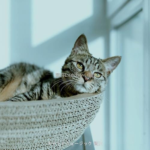 面白い かわいい猫 By キャットミュージック 贅沢 On Amazon Music Amazon Com