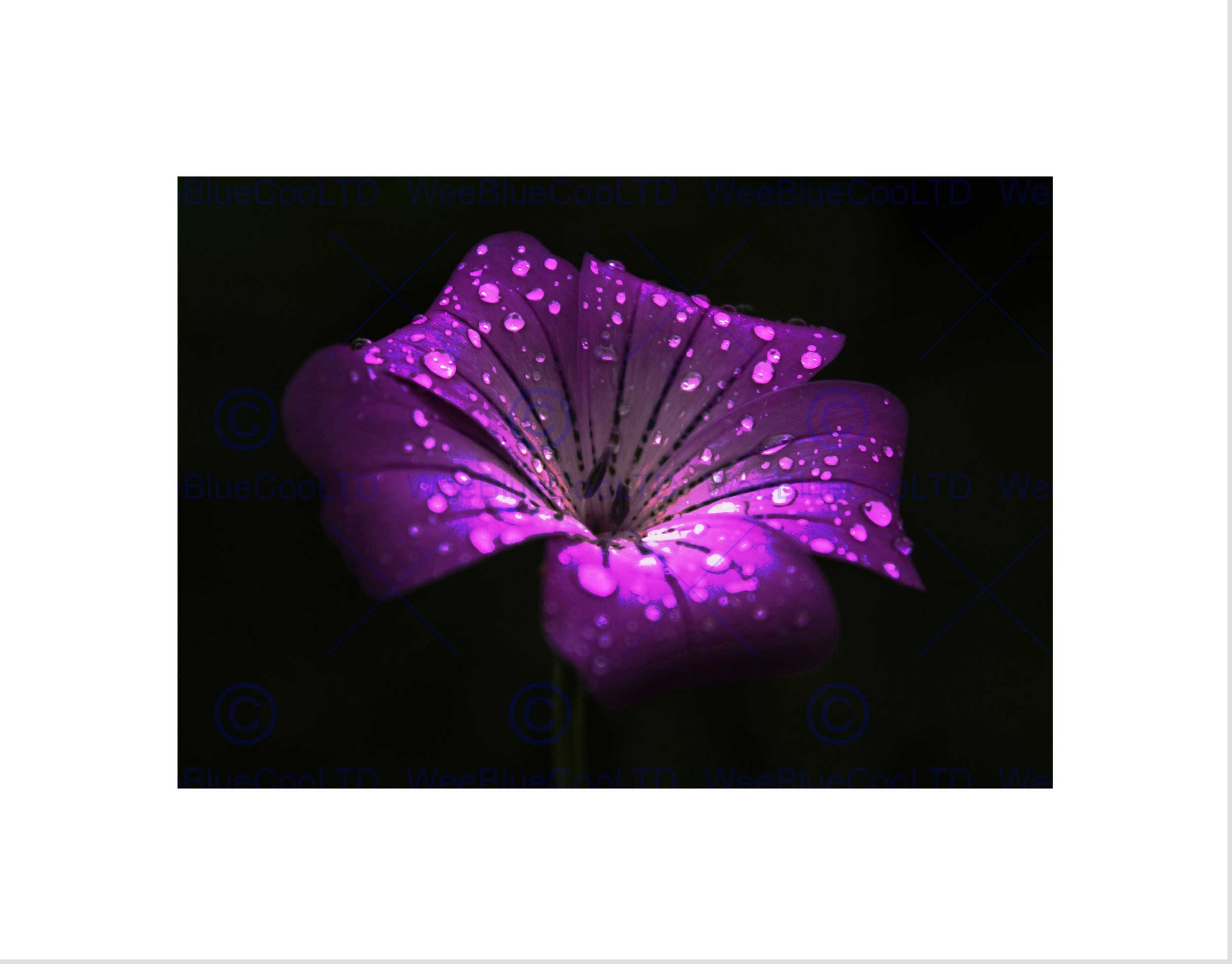 Wee Blue Coo Waterdrops On Single Purple Flower Art Picture Wall Art Print