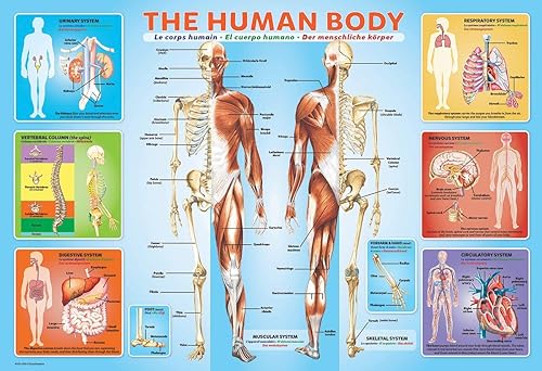 Miniatura 2 de EuroGraphics Human Body Jigsaw Puzzle 200 piezas