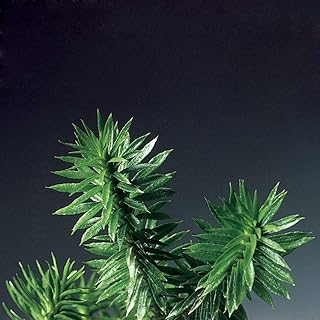 Lycopodium Lucidulum, Excellent Living Plant for Terrariums, Example of Clubmoss