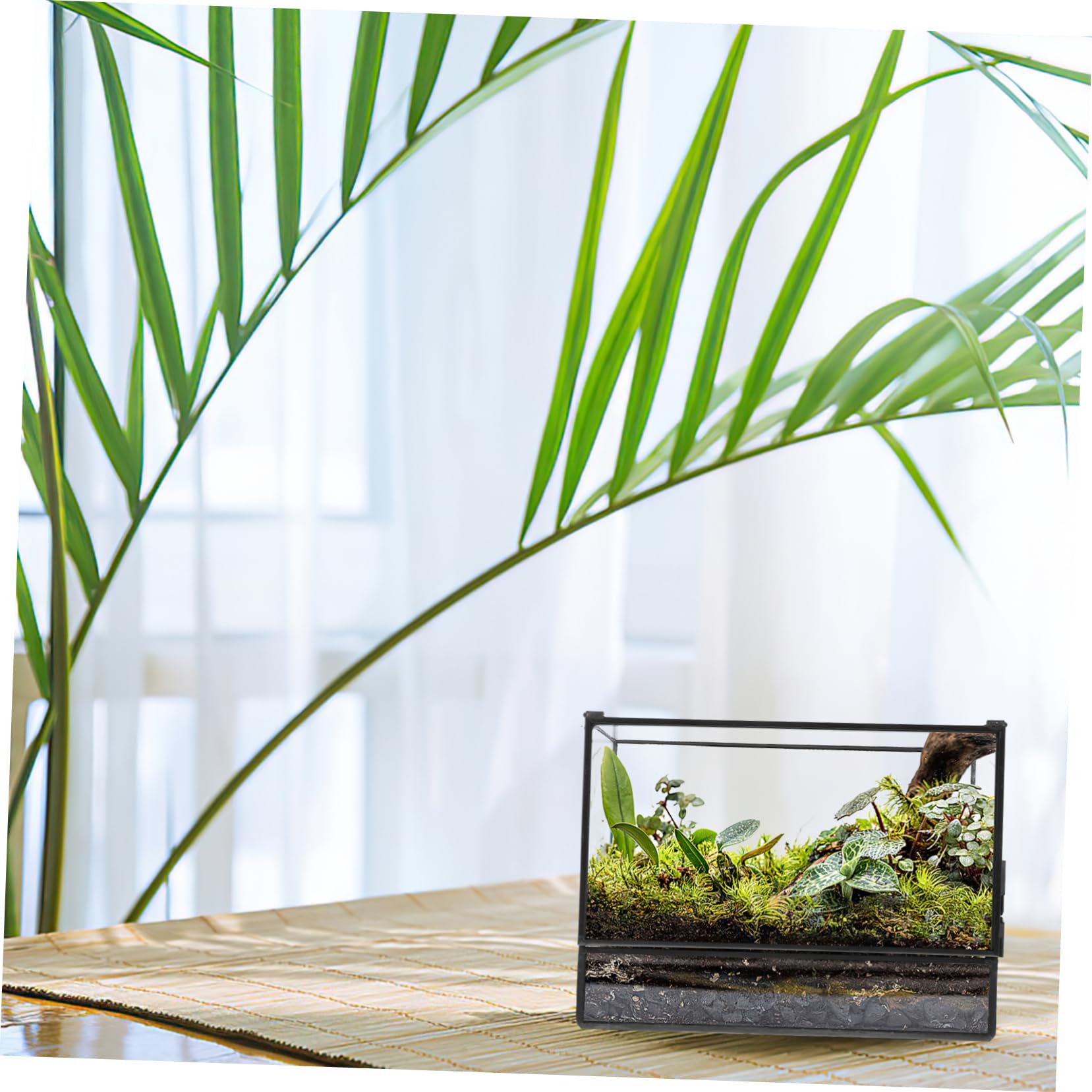 Terrario in Vetro per Micro Paesaggio, Contenitore Decorativo