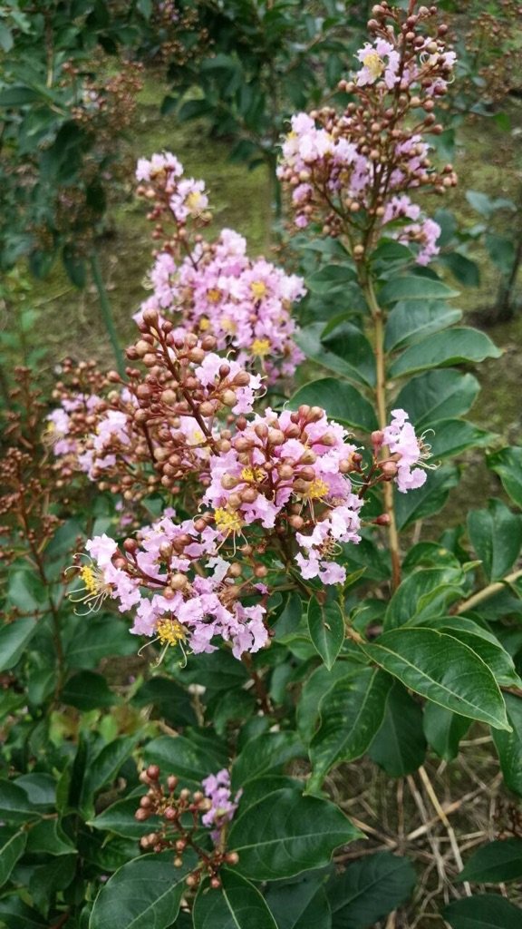 Amazon | サルスベリ（百日紅）/マスコギー 樹高1.5m前後 露地苗