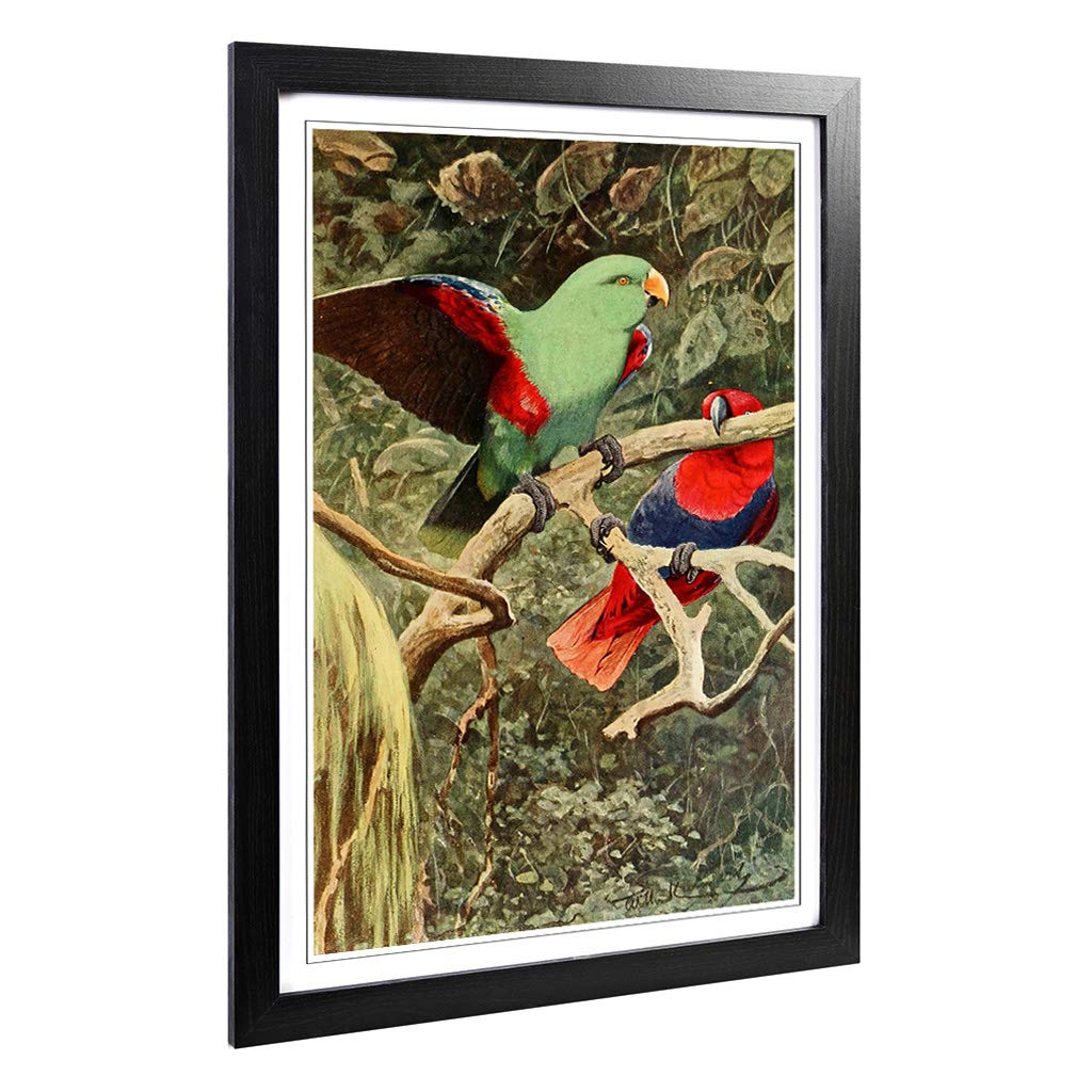 Big Box Art Framed Print of Vintage W Kuhnert Eclectus Parrot Design | Wall Art Picture | Home Decor for Kitchen, Living Room, Bedroom, Hallway, Black, A2 / 24.5x18 Inch / 62x45cm