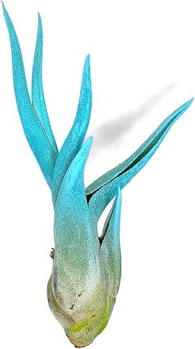 Coloreado Caput Medusae, planta de aire vivo, llegada saludable garantizada, gran planta de aire interior, decoración del hogar y regalo, Tillandsia