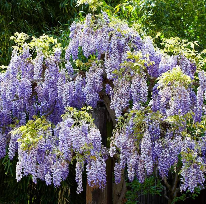 Violet-Purple Chinese Wisteria Tree - 8-16" Tall Live Plant - Quart Pot - Blue-Violet Flowering Wisteria Seedling - Fast-Growing - Wisteria sinensis