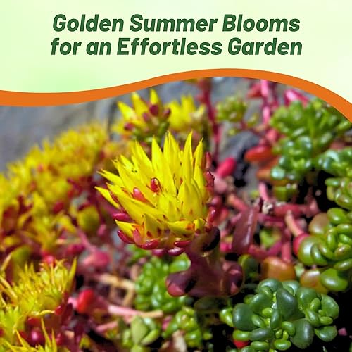 Miniatura 5 de Outsidepride Sedum Oreganum Oregon Stonecrop Planta suculenta - 1000 semillas