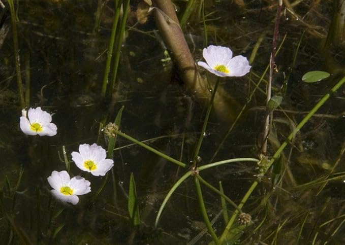 Image Baldellia ranunculoides (Lesser Water plaintain) - Marginal Pond Plants - Pond Plants - Water Plants-None-3 LTR Image Baldellia ranunculoides (Lesser Water plaintain) - Marginal Pond Plants - Pond Plants - Water Plants-None-3 LTR