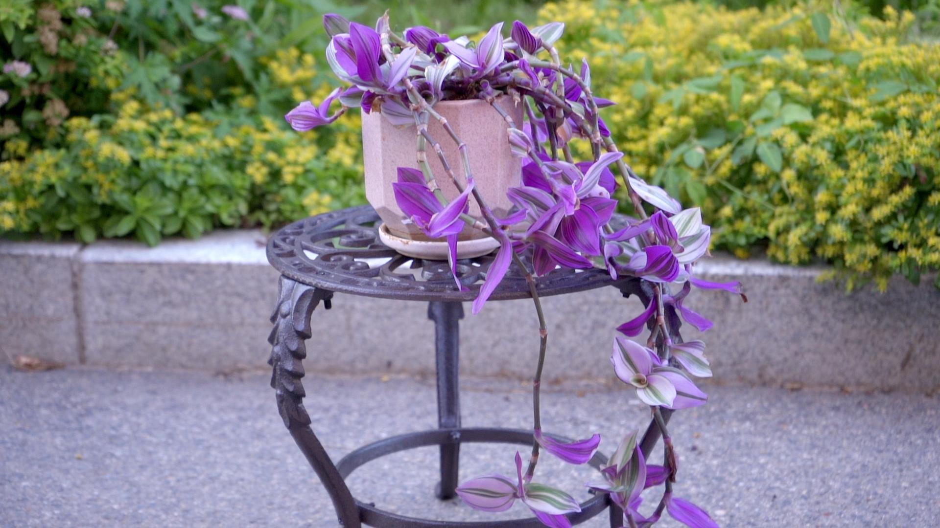 Amazon.com : Notakia Plant Stand Indoor Outdoor Clearance Heavy