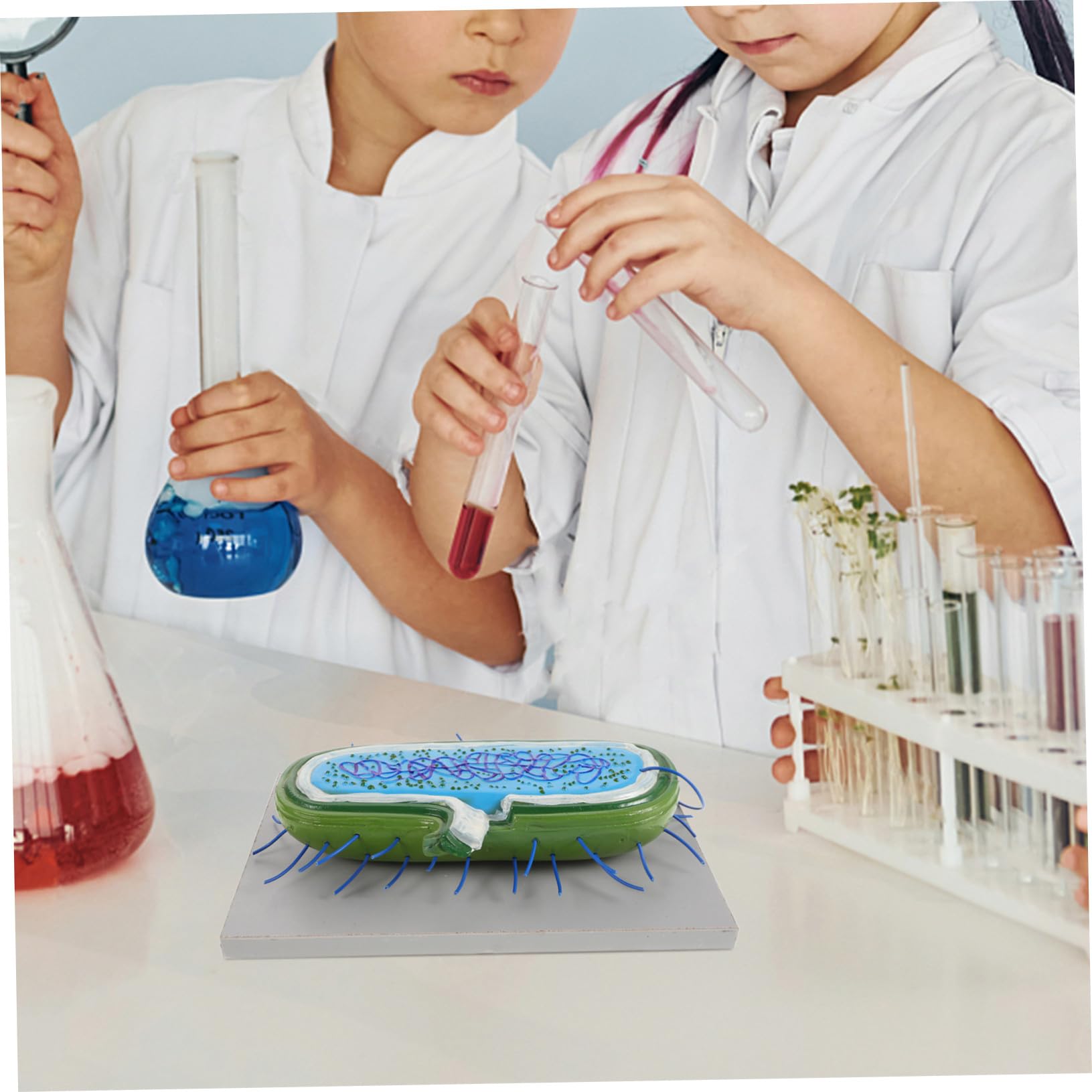 Anatomico Cellulare in Pvc per Studio di Biologia Cellulare Struttura Realistica, Strumento Didattico per Laboratori e Uffici