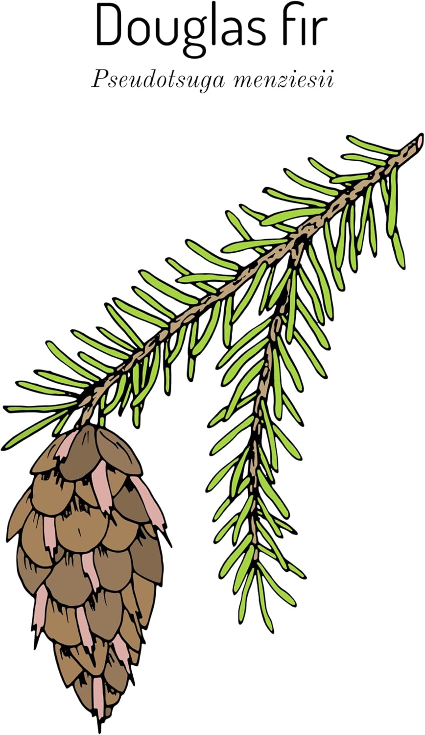 5 Douglas Fir Tree Seedlings - Native, Fast Growing, Animal Habitat (5 Conifer Trees Approx 1 to 1.5 feet Tall)