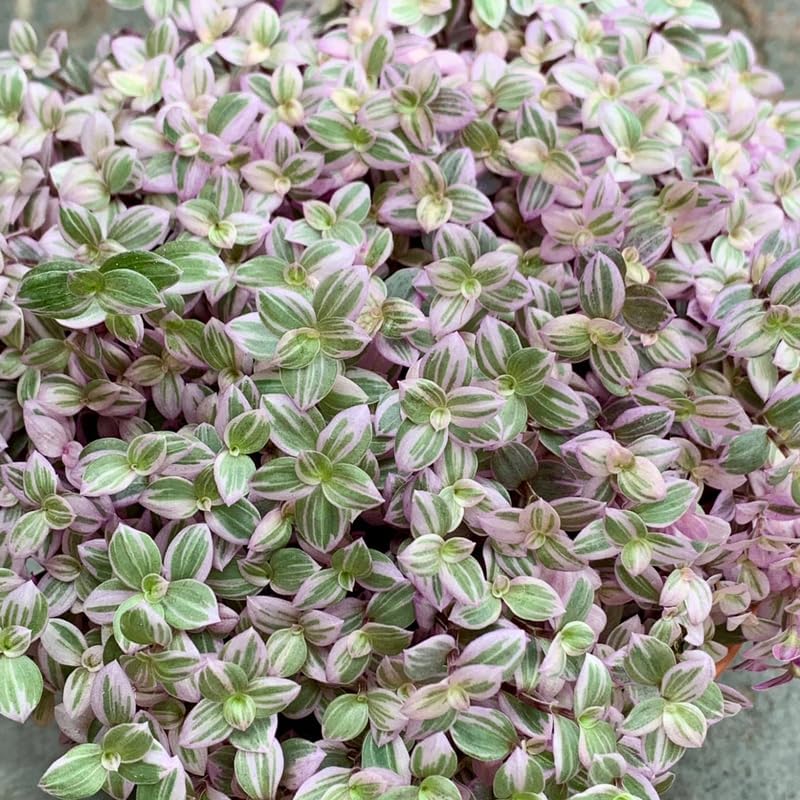 Pink Callisia Repens Succulent Plant, Callisia Repens Plant, Pink Turtle Vine House Plant Indoors Live in 4 Inch Pot