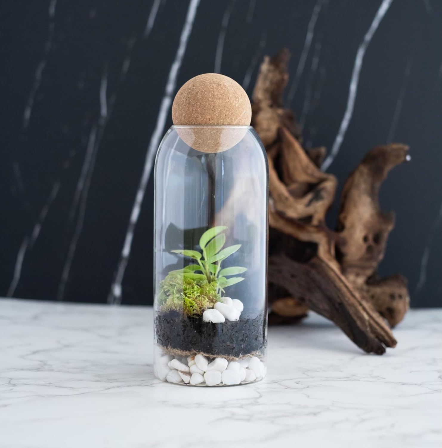 DIY Closed Terrarium Terrarium Kit with Indoor Plant