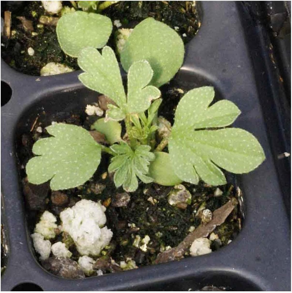 Everwilde Farms - 1/4 Lb Scarlet Globe Mallow Native Wildflower Seeds - Gold Vault