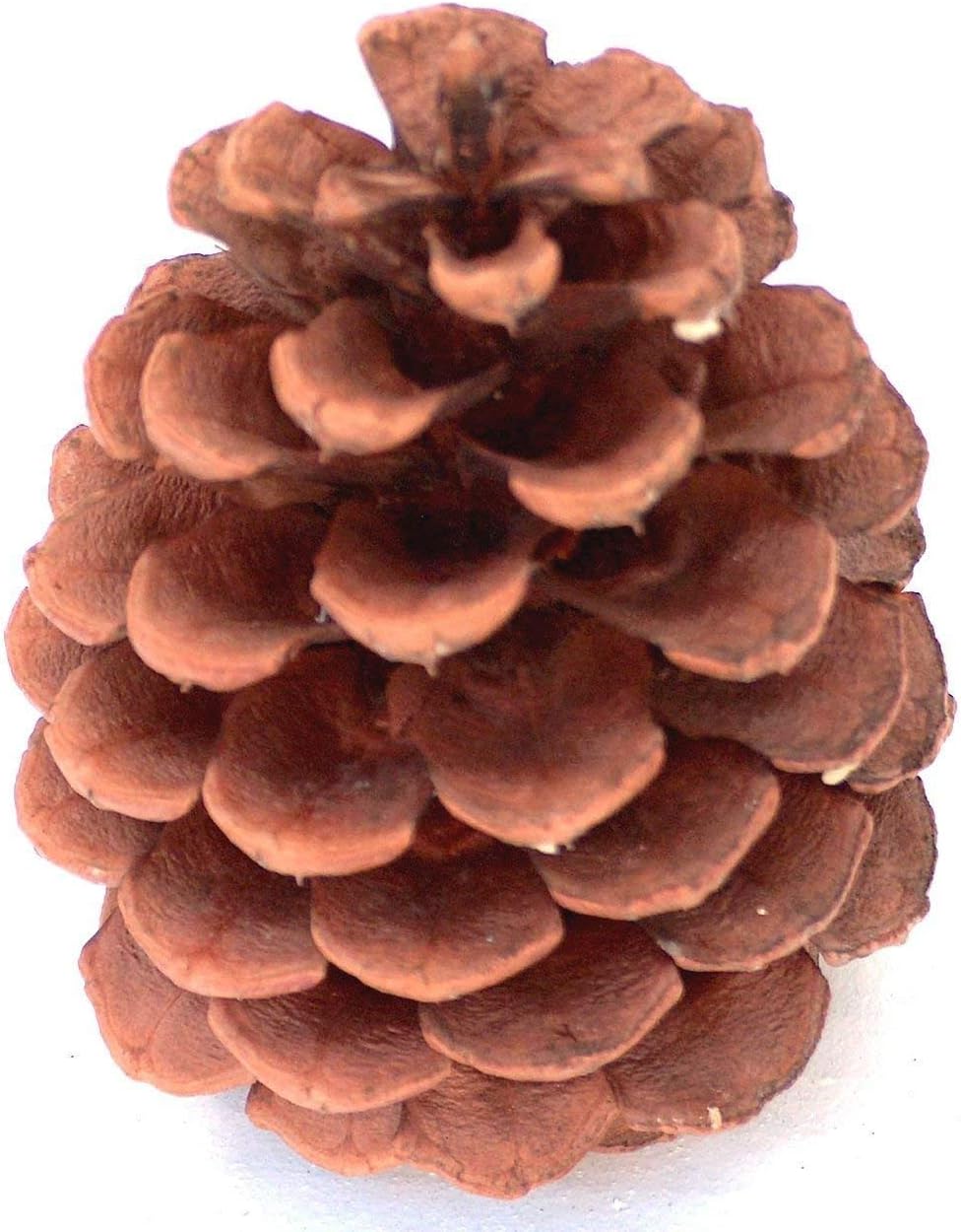 Natural Ponderosa Pine Cones Unique Home Holiday Decoration 3 to 4" Box 20