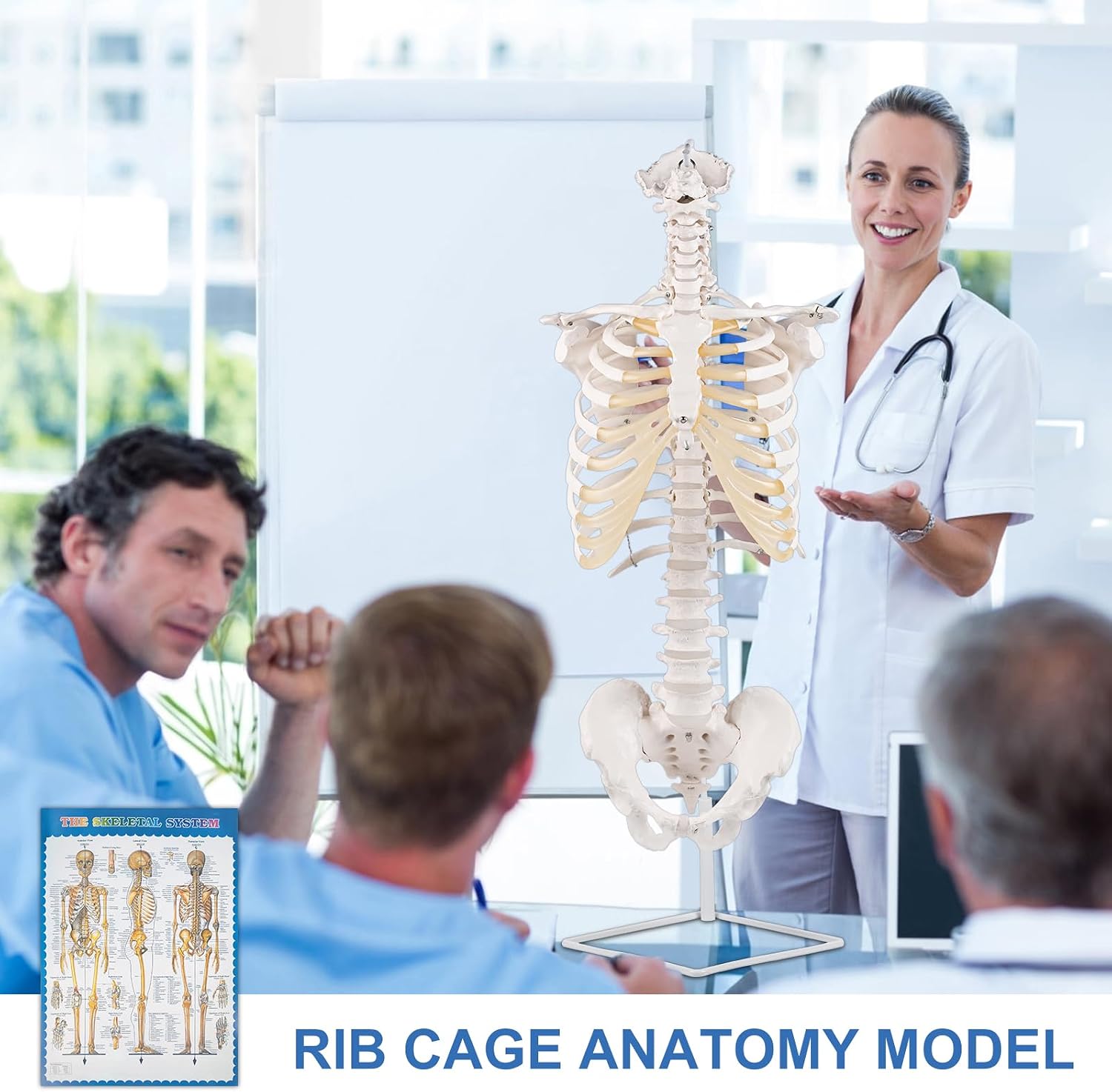 qzzXoq Rib Cage Anatomy Model, Life Size Movable Flexible Human Spine Model with Pelvis and Sternum Includes Full Color Study Guide for Medical Education and Training