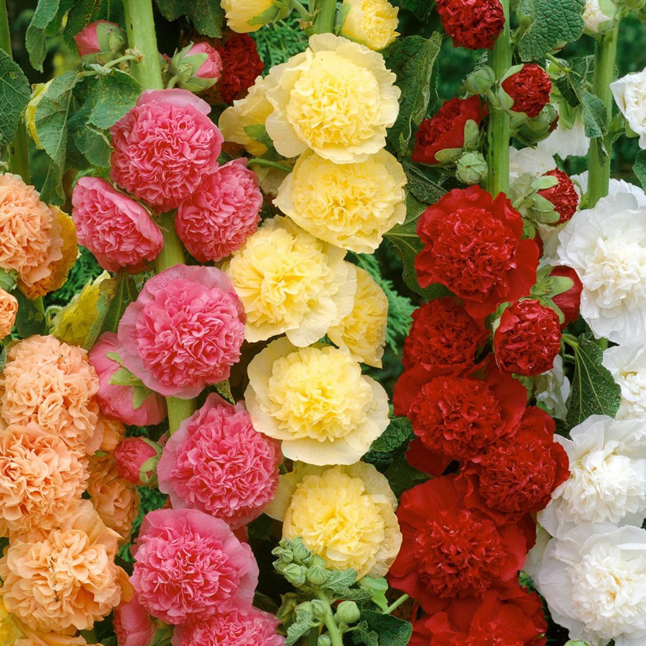 Double hollyhock flower seeds all colour || 26 seeds (B0CTQB46M9) Amazon Price History, Amazon Price Tracker