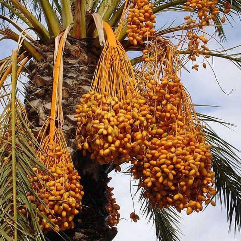 Phoenix dactylifera (Date Palm Tree) Tree Seeds, Tall and Graceful Appearance, Seeds by MySeeds.Co, You Choose The Amount (1/4 LB)