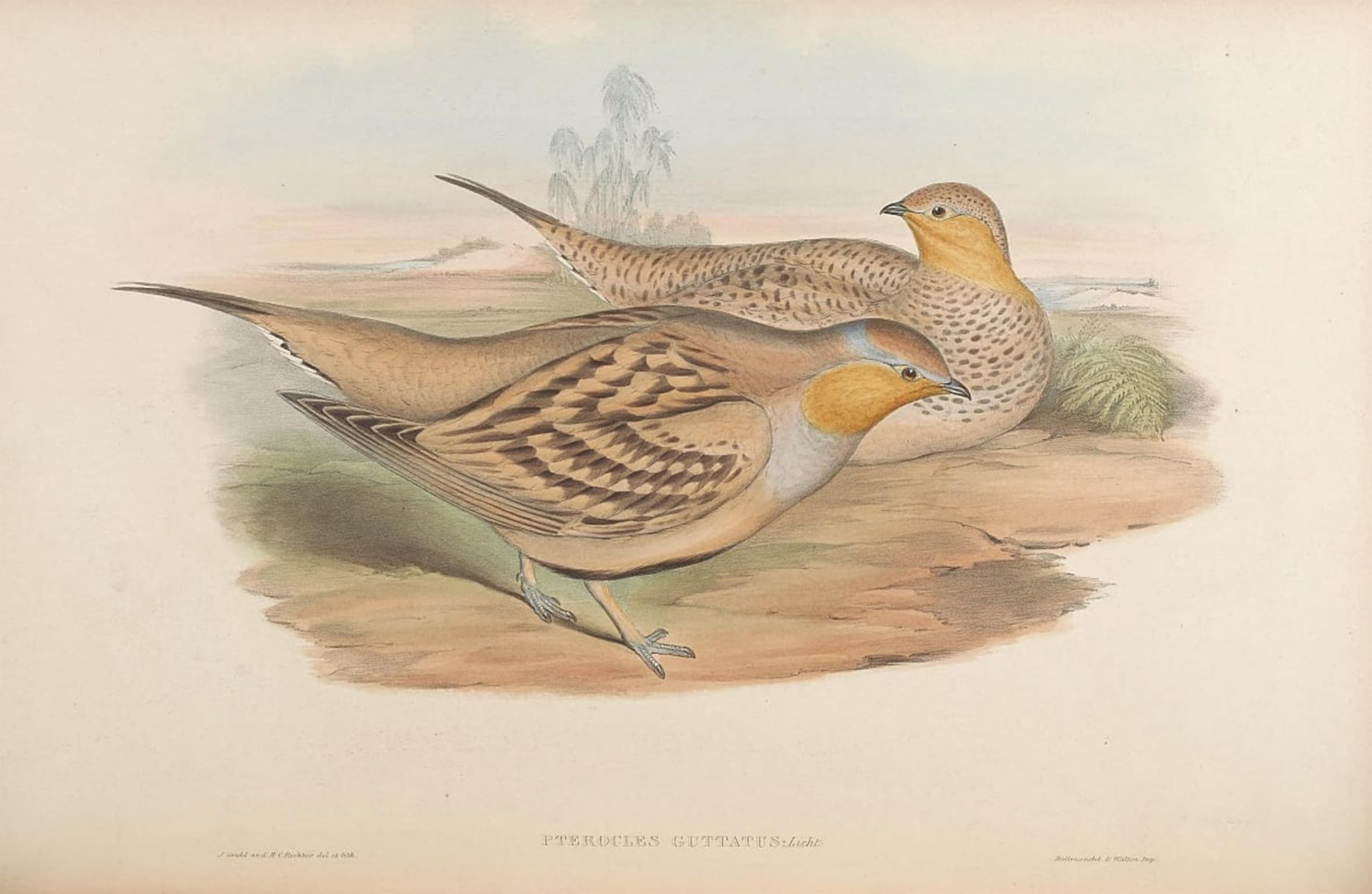 SERENDIPITP Vintage Wall Art Canvas Nordic Poster Canvas Print Picture Animal Bird Pterocles Guttatus Pterocles Senegallus by John Gould Wall Art Poster for Home Decor 60x90cm