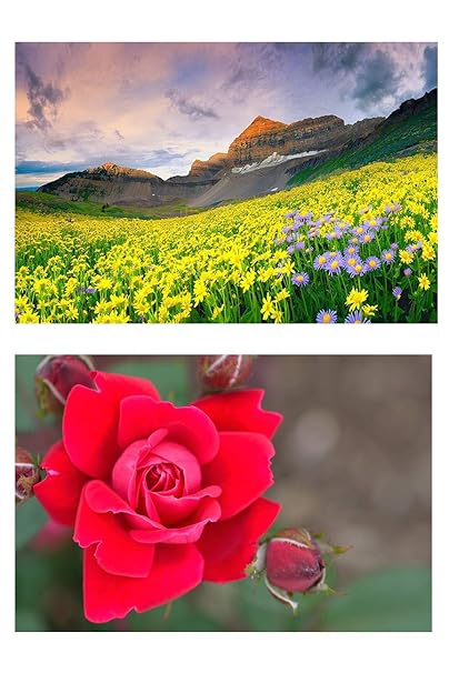 Yellow Alley Nature Wall Poster Combo|Flowers Valley Poster|Decorative Poster|Interior Wall Decor Item|Nature poster For Living Room, Hostel, Dorms|Nature Poster For Decoration|High Resolution 300 GSM Paper