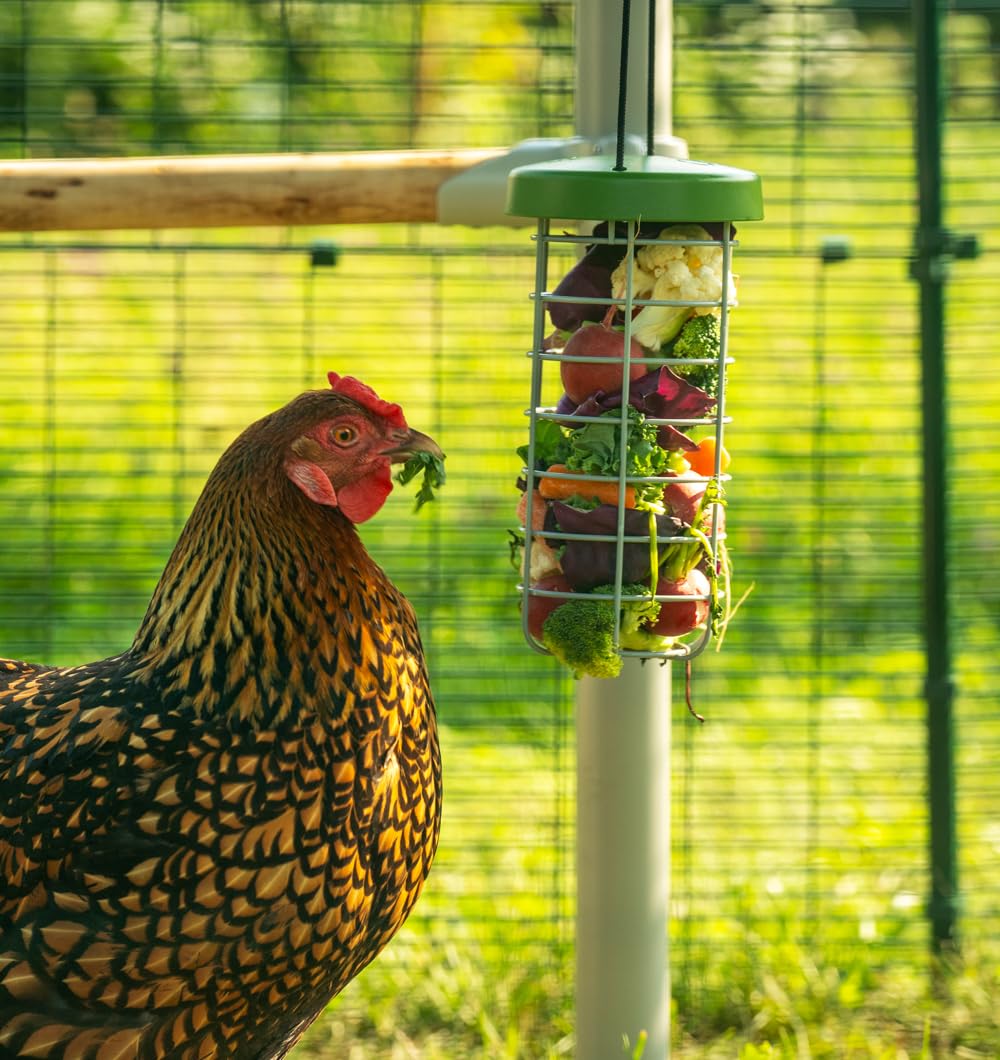 Omlet Caddi Chicken Treat Holder | Attaches Easily to Any Chicken Run | Durable and Practical | Fresh and Healthy Chicken Feeder | Interactive Fun for Your Chickens