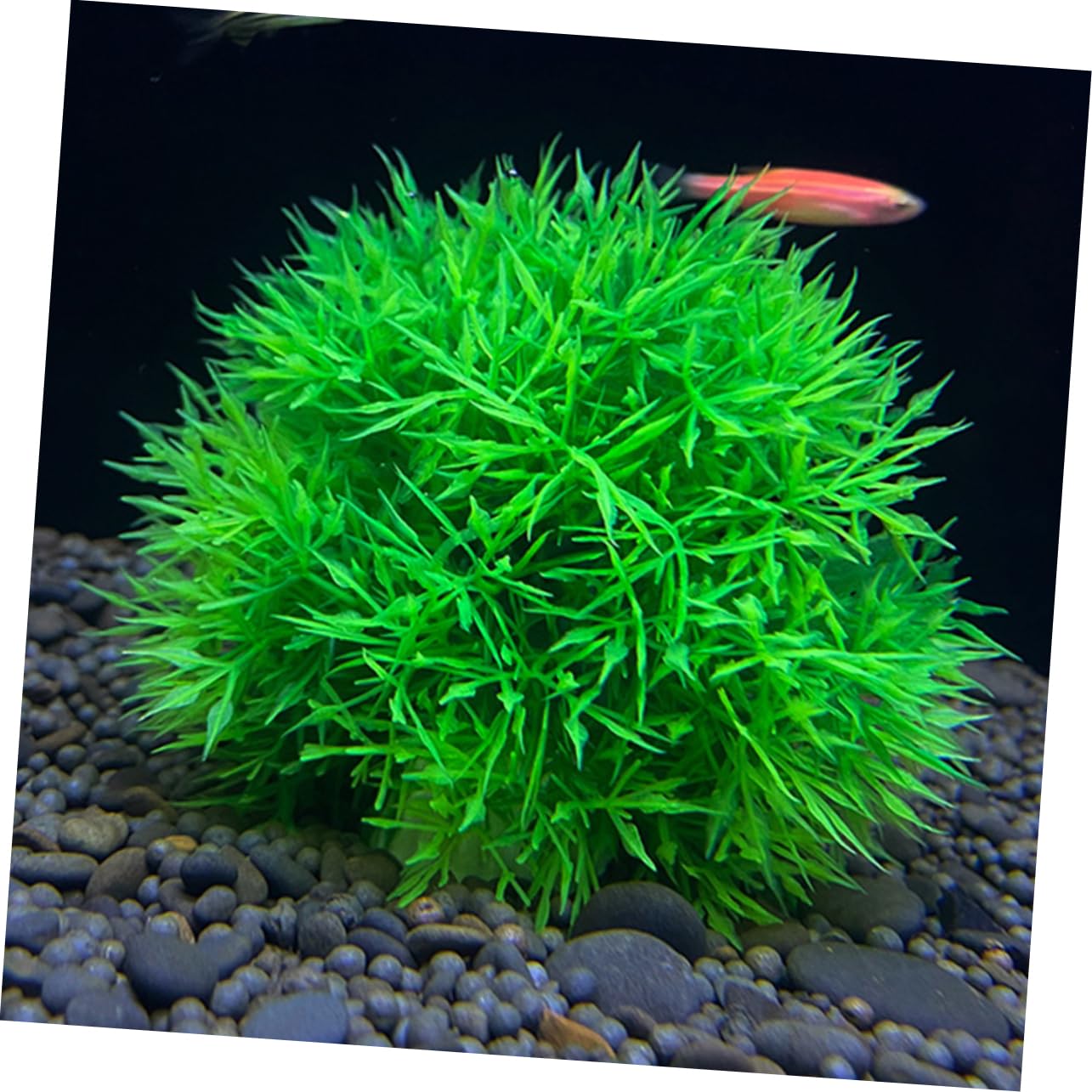 Alipis 3 Sets Dekorative Künstliche Wasserpflanzen Realistische Aquarium Dekoration Pflanzen Gefälschte Gras Für Wassertank 2 Stücke * 3
