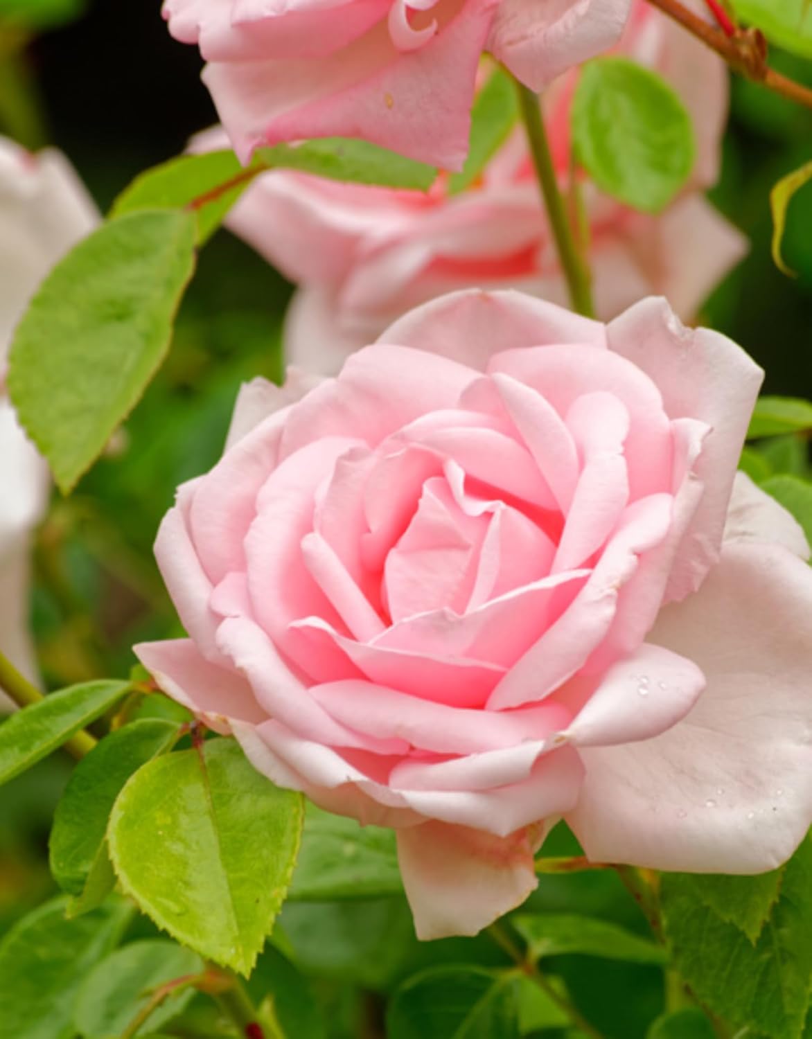 Flores