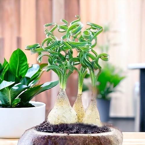 Miniatura 8 de 200 unidadesbolsa de suculentas verdes para bonsái y flores en maceta, vibrante delicia del jardín