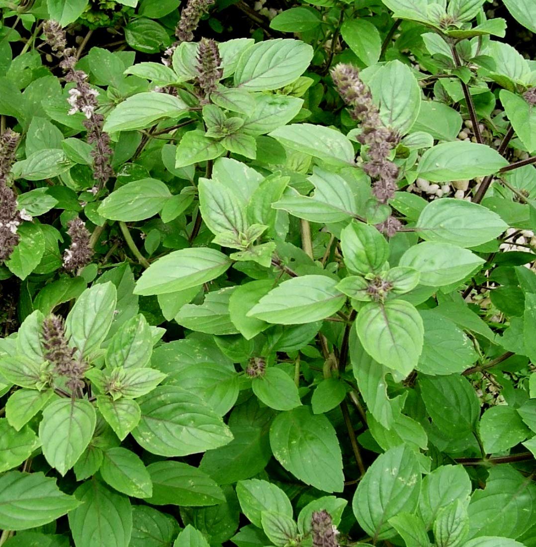 Plantzoin Camphor basil Kapurtulsi Ocimum kilimandscharicum Karpura tulasi Live Plant (B08VJDBNDQ) Amazon Price History, Amazon Price Tracker