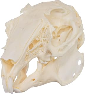 Real European Rabbit Skull B Quality
