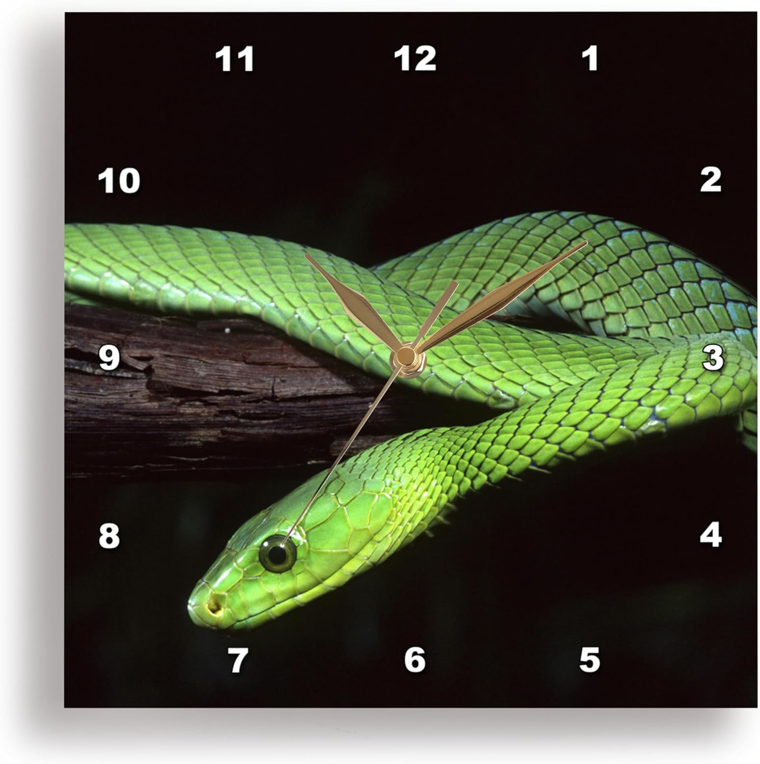 3dRose Wall Clock Silent - 13 inch - East African Green Mamba Snake - NA02 DNO0465 - David Northcott - Snakes