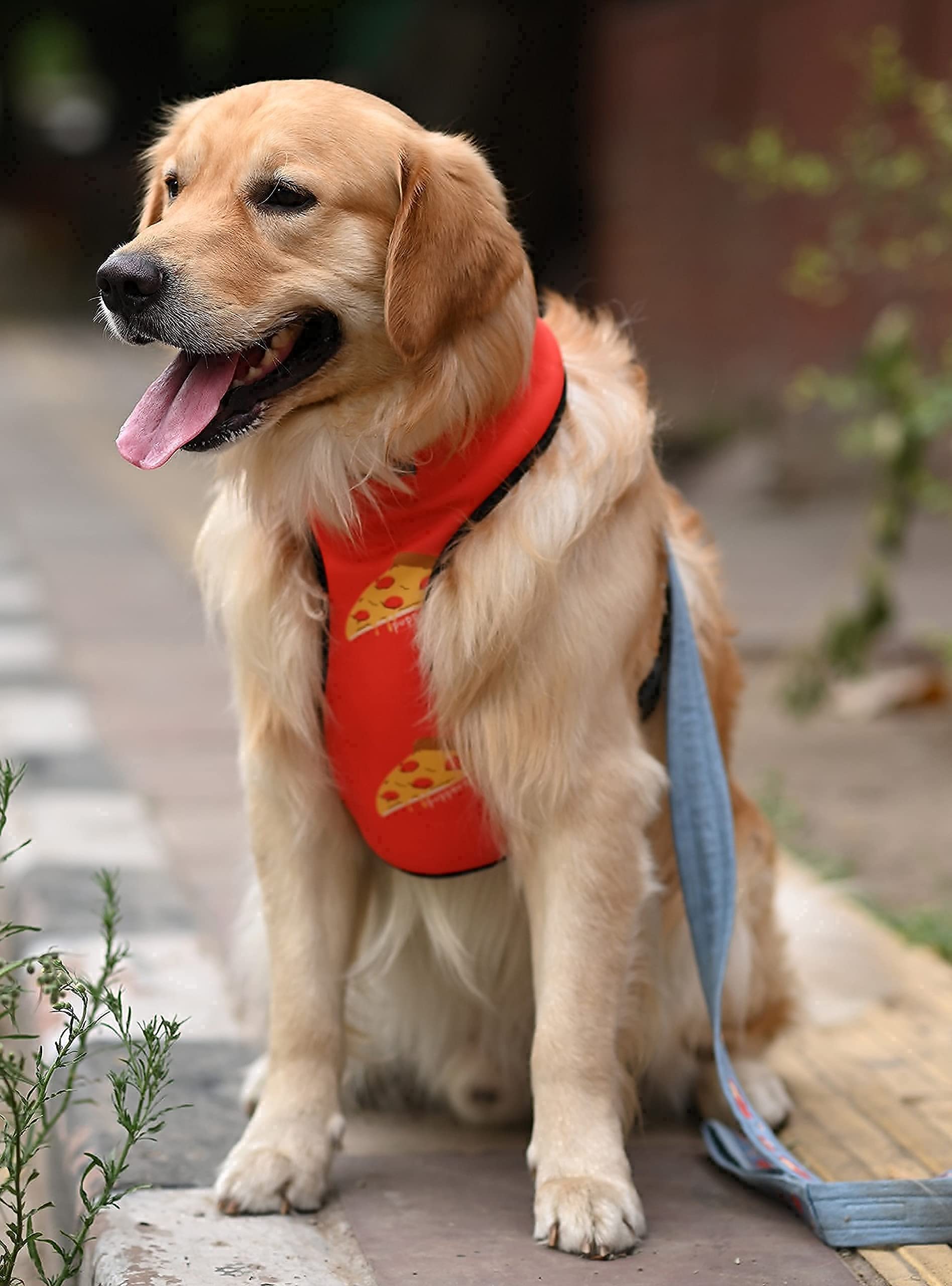 Mutt of Course Pupperoni Pizza Dog Harness | Neck- 14" (S) | Easy Control Chest Belt for Small Dogs Like Shih Tzu, Lhasa etc.| Washable and Adjustable Harness | for All Kinds of Weather