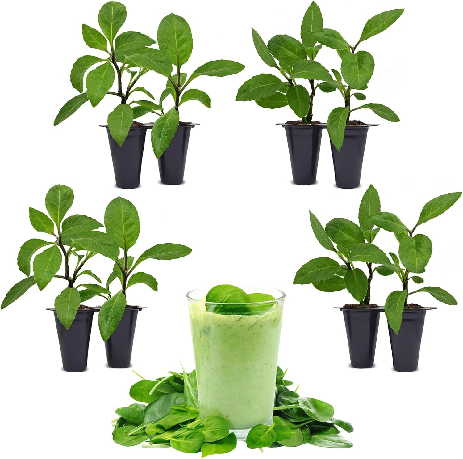 Longevity Spinach Plant (8 Plants)