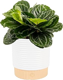 Costa Farms Calathea Live Plant in Decorative Pot, Indoor Houseplant, Pe...