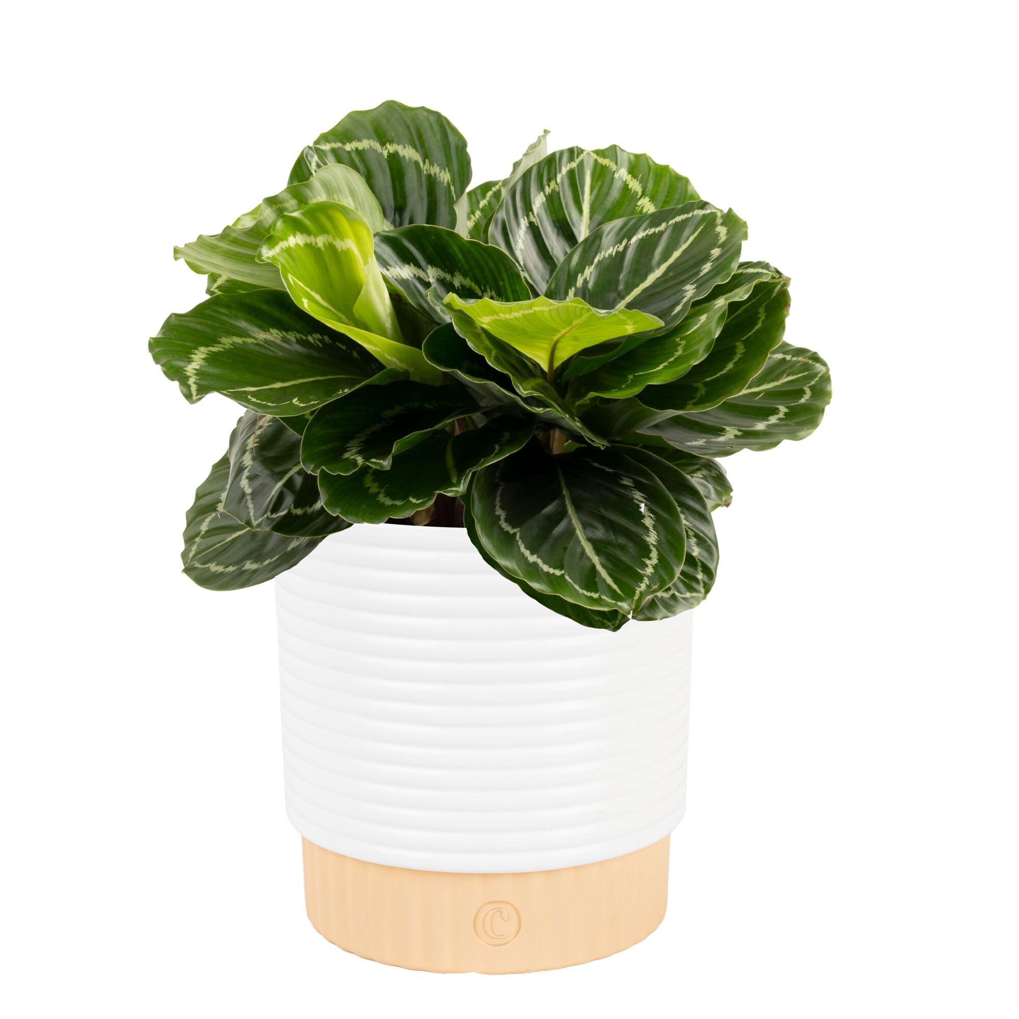 Costa Farms Calathea Live Plant in Decorative Pot, Indoor Houseplant, Perfect for Home, Room, or Office Decor, Great House Warming or Birthday Gift,