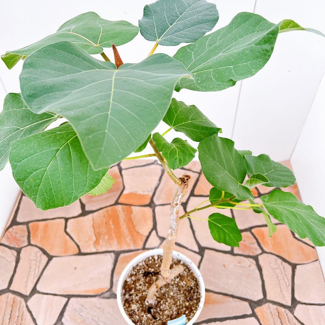 現品 フィカス ゴムの木 エベレスト 曲がり 38 フィカスエベレスト